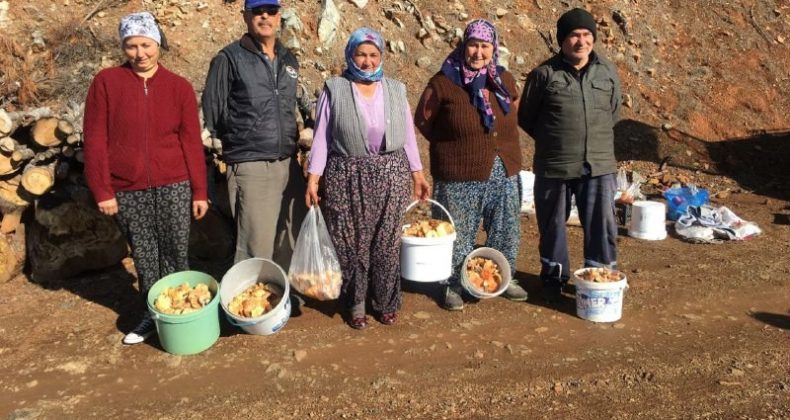 Fakirin eti çıntar için ormana akım başladı