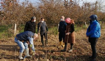 Fındık budama eğitimleri devam ediyor