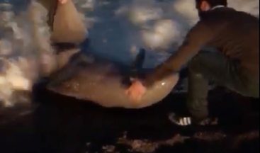 Fırtınada karaya vuran yunusu vatandaşlar kurtardı