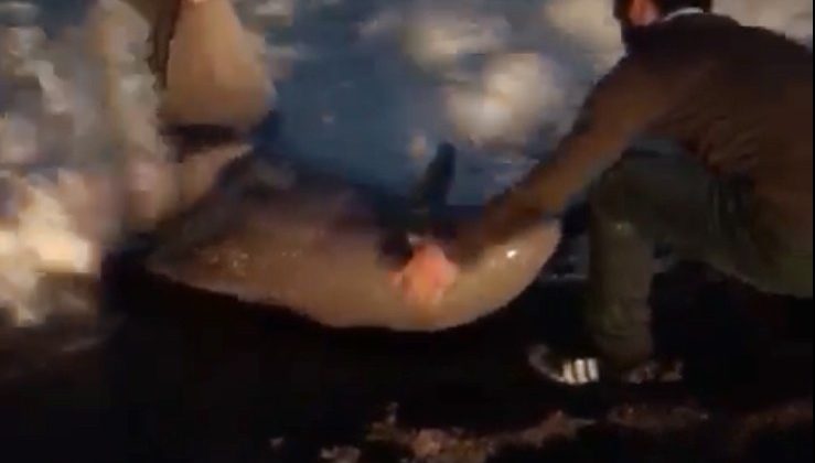 Fırtınada karaya vuran yunusu vatandaşlar kurtardı