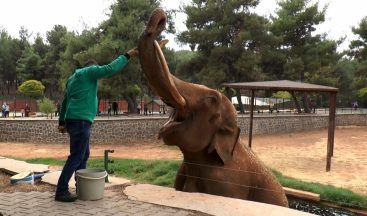 Gabi ve Pili’nin hayallerini korona virüs suya düşürdü