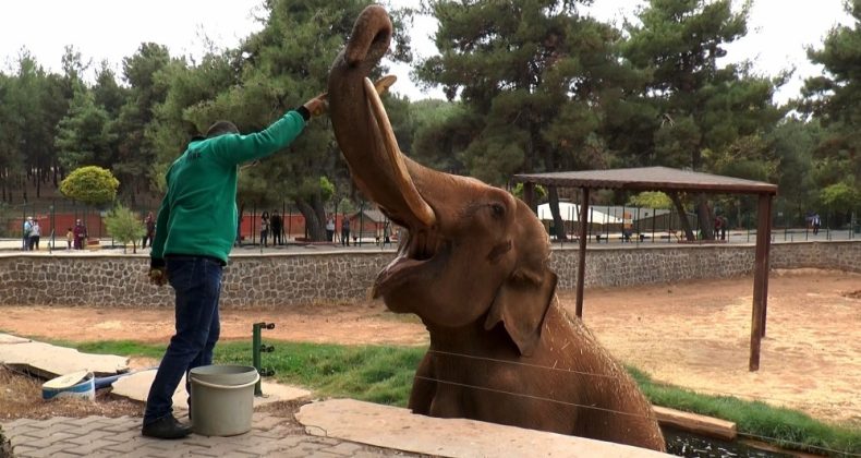 Gabi ve Pili’nin hayallerini korona virüs suya düşürdü