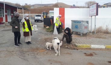 Gönüllü öğretmenler sokak hayvanlarına mama bıraktı