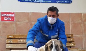 Görme engelli köpek, sıcak yuvasına kavuştu