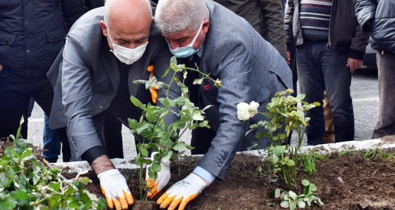 Güllübahçe Mahallesi yıllar sonra adını aldığı güllerine kavuşuyor