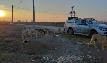 Hafta sonu yasağında sokak hayvanları unutulmadı