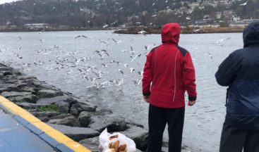 Haliç’te Martı ve Kazların Yemek Yeme Sırası