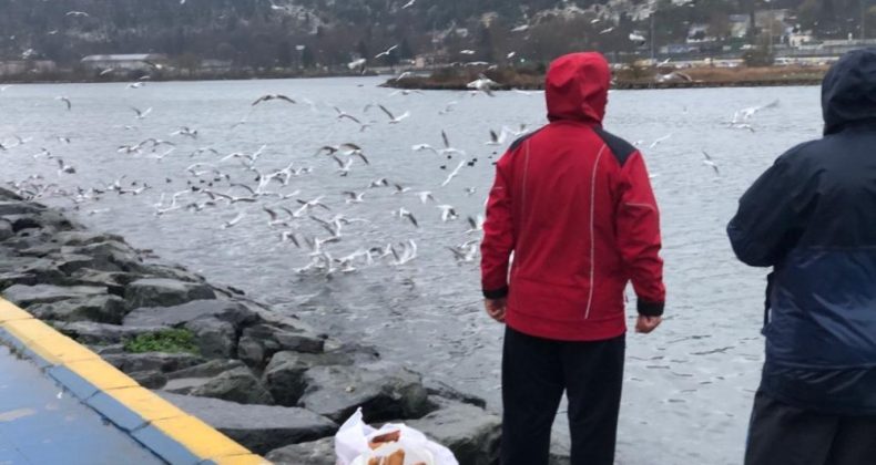 Haliç’te Martı ve Kazların Yemek Yeme Sırası