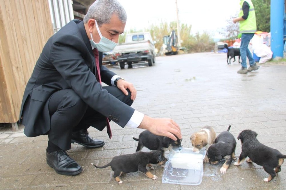 Hayvan barınağına göndermek istediği köpekleri belediye önüne bıraktı