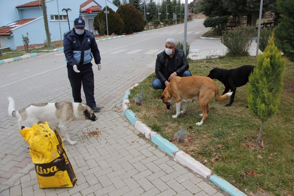 Hisarcık Belediyesi sokak hayvanlarını yalnız bırakmadı