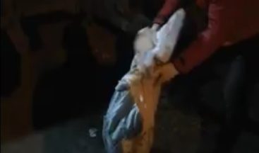 Iğdır’da çuval içinde çöpe atılan kedi son anda fark edildi