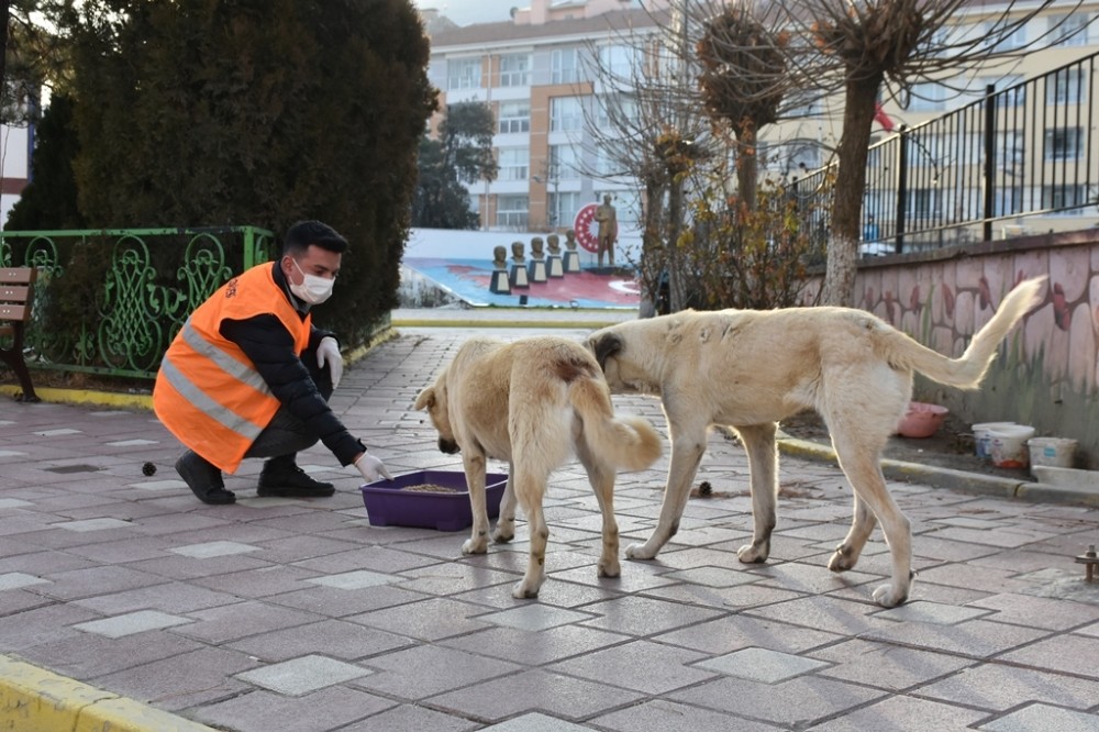 İnönü Belediyesi sokak hayvanlarının yanında olmayı sürdürüyor