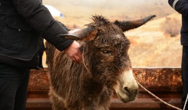 İşkence gören eşek, İzmir’deki çiftliğe gönderilecek
