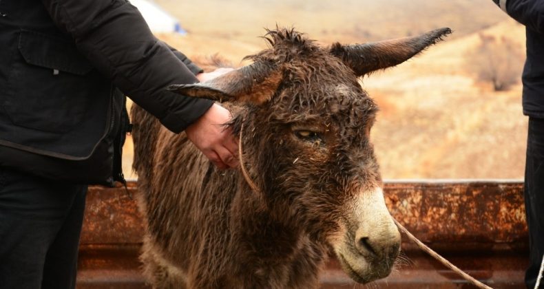 İşkence gören eşek, İzmir’deki çiftliğe gönderilecek