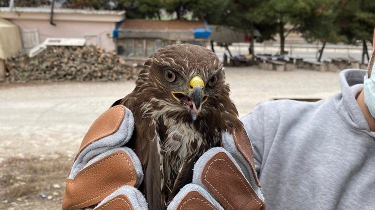 İşletme sahibinin sahip çıktığı yaralı şahin tedavi altına alındı
