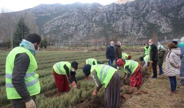 Isparta’da bu yıl 42 türde 6 milyon 500 bin adet fidan üretildi