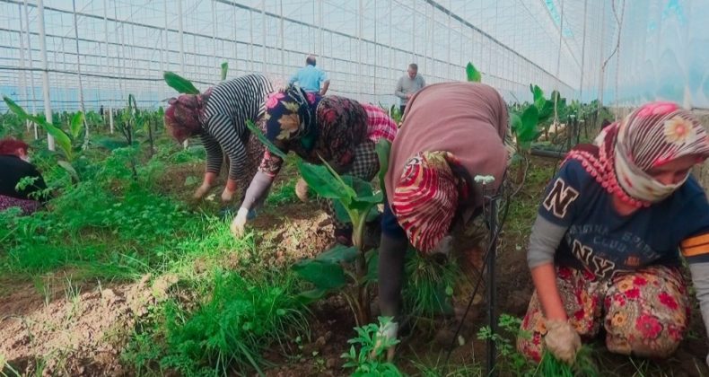 İşsiz kalan turizm sektörü çalışanlarına tarım sektörü kucak açtı