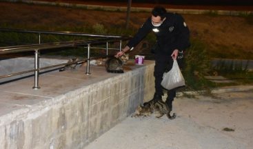 İzmir polisinden örnek davranış: Aç kalan hayvanları elleriyle besledi