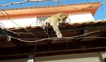 İzmir’de başı boş gezen maymun görenleri şaşırttı