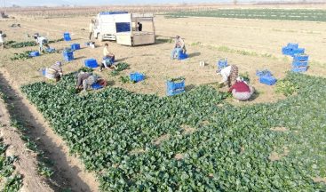 İzmir’de ıspanak hasadı sürüyor