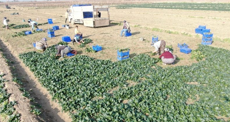 İzmir’de ıspanak hasadı sürüyor
