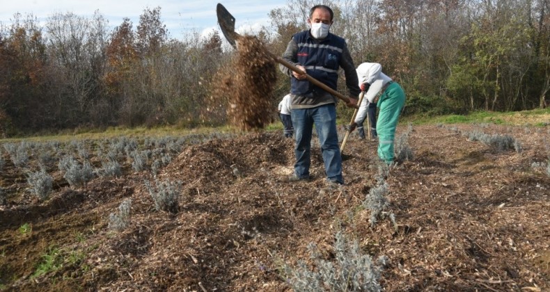 İzmit Belediyesinde lavantalar, geri dönüşümle açıyor
