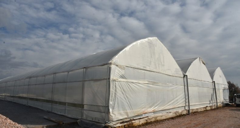 İzmit parklarında çocuklar oyun oynarken dalından meyve yiyecek