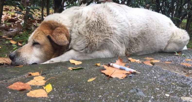 İzmit’te köpeklerin ölümünden sorumlu işçilere bin 902’şer TL para cezası