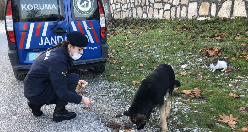 Jandarmanın can dostlara merhameti gönülleri fethetti