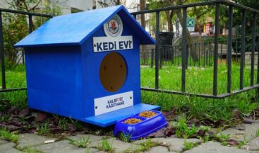 Kağıthane’de sokak hayvanları unutulmuyor