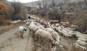 Sivas’ta Kar Altında Doğan Kuzuları Araçla Taşıdılar