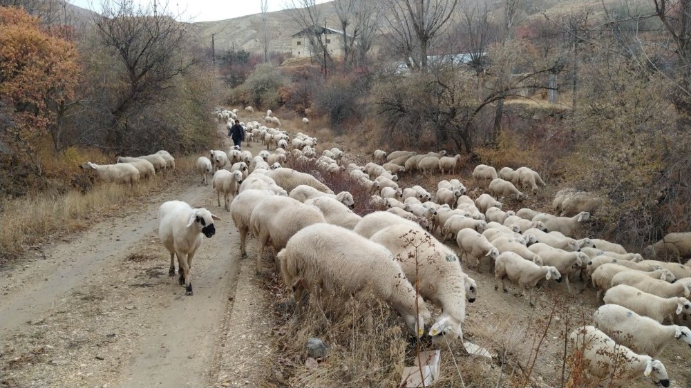 Sivas’ta Kar Altında Doğan Kuzuları Araçla Taşıdılar