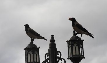Karganın cevizle imtihanı ilginç görüntüler oluşturdu