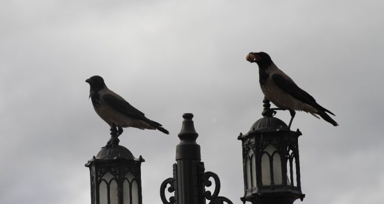 Karganın cevizle imtihanı ilginç görüntüler oluşturdu