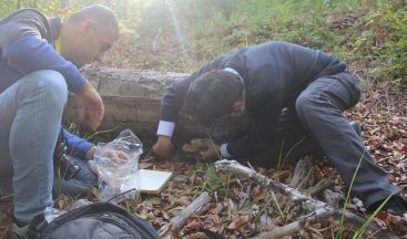 Aslan Yelesi Mantarıyla Alzheimer Hastalığı Tedavi Edilecek