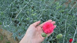 Kesme çiçek ihracatı pandemiye meydan okuyor