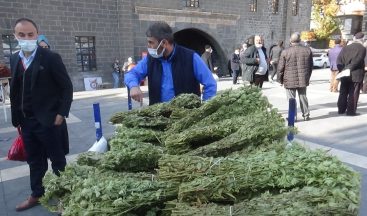 Kış aylarının vazgeçilmez içeceği adaçayına pandemide talep arttı