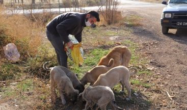 Erzincan Kısıtlamada Sokak Hayvanları Unutmadı