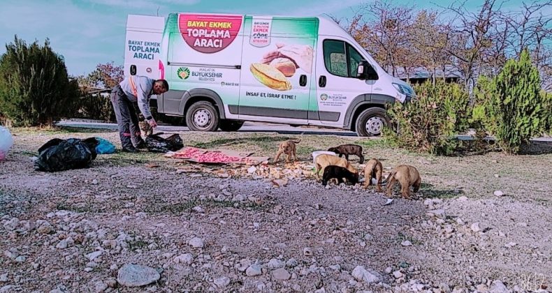 Kısıtlama günlerinde sokak hayvanları unutulmadı
