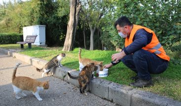 Kısıtlamada sokak hayvanları unutulmadı