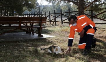 Kısıtlamada sokak hayvanları unutulmadı
