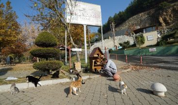 Kısıtlamada sokak hayvanlarına mama desteği