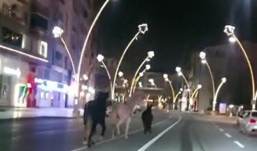Kısıtlamada sokaklar atlara kaldı
