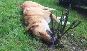 Kocaeli’de öldürülen köpeklerle ilgili belediyeden açıklama: