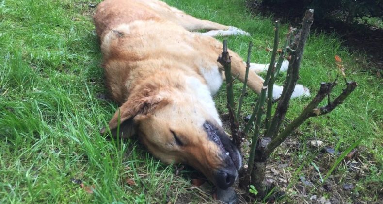 Kocaeli’de öldürülen köpeklerle ilgili belediyeden açıklama: