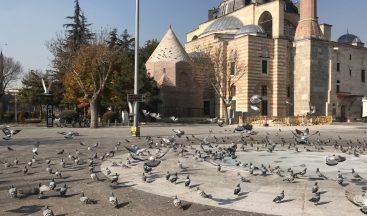 Konya’da sokak ve caddeler sokak hayvanlarına ve kuşlara kaldı