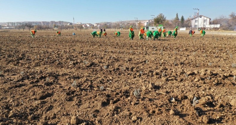 Konya’da tıbbi aromatik bitki yetişecek