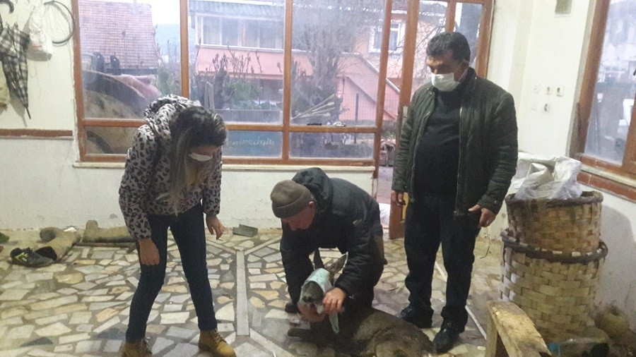 Köpek saldırısına uğrayan karaca tedavi altına alındı