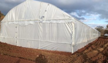 Kula’da seralar kuruldu, üretim başladı