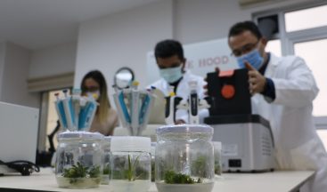 Kuraklık afetine karşı dayanıklı bitkiler ıslah edecekler